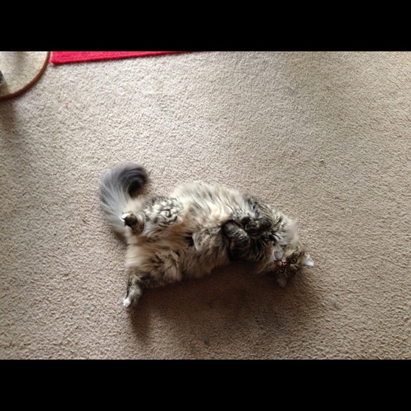 Meet your Posher, Fran - Picture 2 of 3